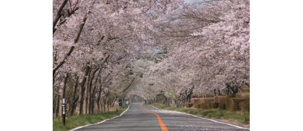 東松島市矢本海浜緑地