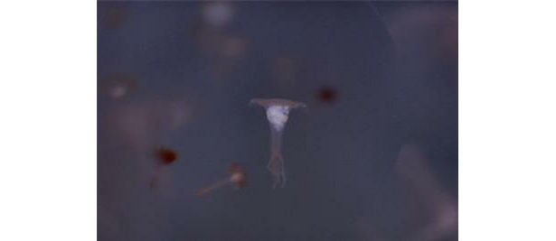 画像2 5 小さい神秘 クラゲの赤ちゃんとクリオネが展示中 ウォーカープラス