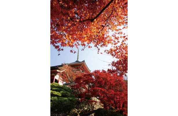 【写真】清水寺入口から見る仁王門横の紅葉