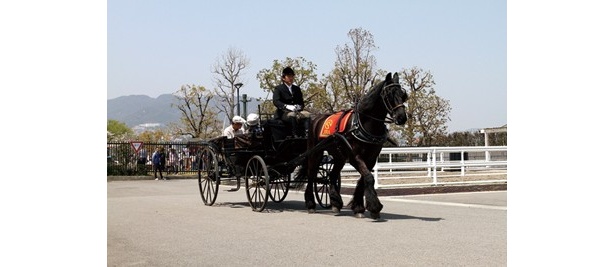まるで映画のような馬車に試乗することもできる。実施時間が決まっているうえ、定員制なので乗りたい人はお早めに