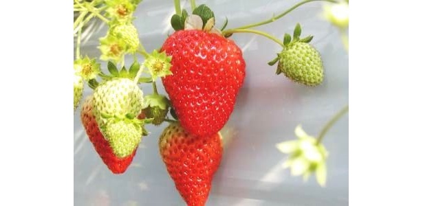 トワイライトストロベリーで大人のイチゴ狩りを楽しんで