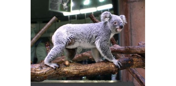 おなかの中で成長中！多摩動物公園でコアラの赤ちゃんが誕生
