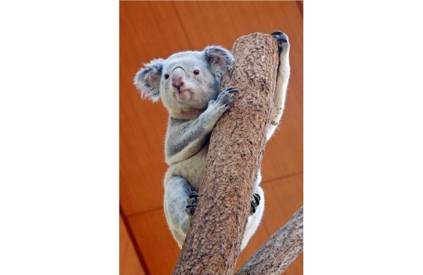 父コアラ・ピックスは、神戸市立王子動物園から引っ越ししてきたばかり