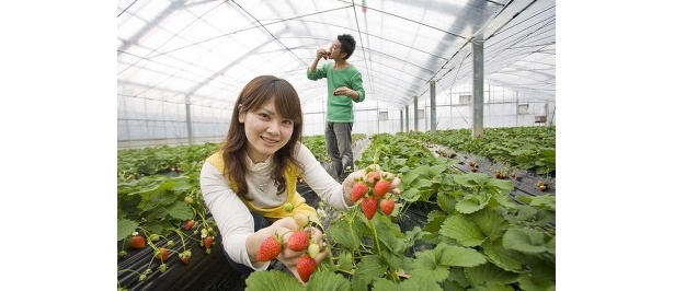 富田林のイチゴ狩りへ行こう！