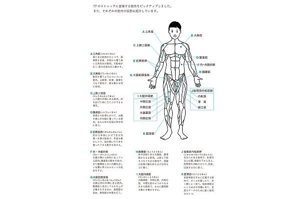 「きょうのストレッチ」覚えておきたい筋肉マップ