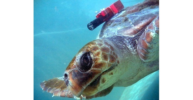データロガーを背負ったアカウミガメ