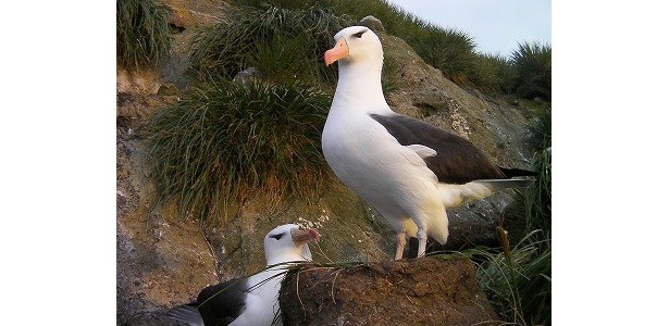 マユグロアホウドリ