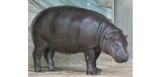 名古屋の東山動植物園に引っ越しするカバのコユリちゃん