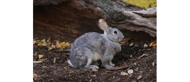 なんとウサギにも似ている部分が!?