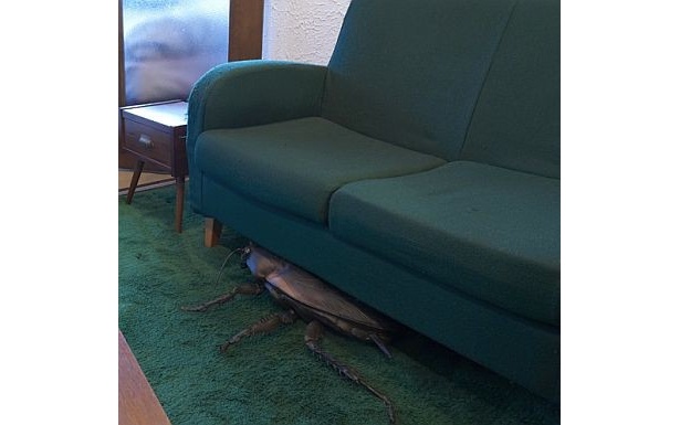 【画像】イラネ袋に入っているかもしれない“ヤバイもの”とは!?