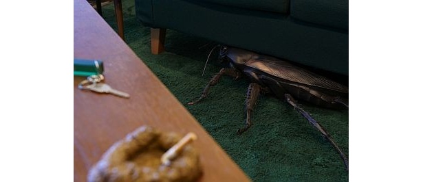 こんなものばかり届いたらショック！