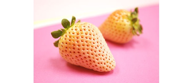 かわいい！これが白イチゴ
