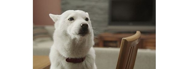 「どうですか？日本は」