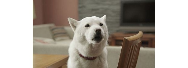 羽合とハワイを間違えていたお父さん