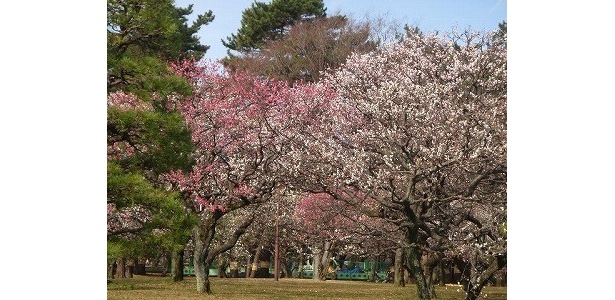 小金井公園(小金井市)※写真は過去のものです