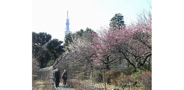 向島百花園(墨田区)は、スカイツリーも望める※写真は過去のものです