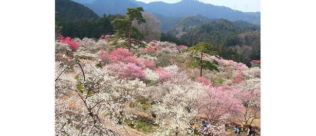吉野梅郷(青梅市)※写真は過去のものです