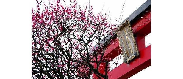 亀戸天神(江東区)※写真は過去のものです