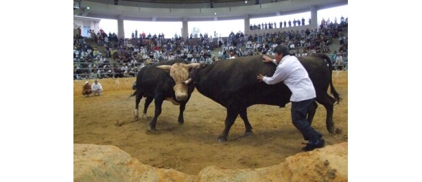 牛と牛の真剣勝負