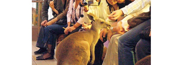 30名限定・大人のための「夜の動物園」　申し込み受付スタート！