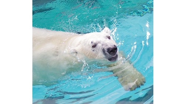 プールで泳ぐ姿も人気。エサの時間にはほぼ確実にプールに飛び込む