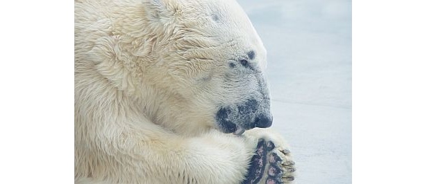 ペロペロと毛づくろい