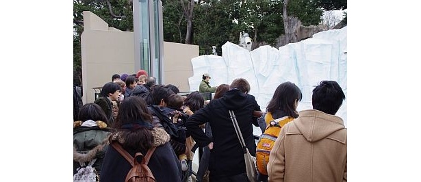 ユキオを見るために、休日には長蛇の列が！