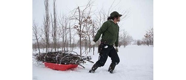 【写真】プラントハンターの西畠清順氏が全国を行脚して桜を集めた