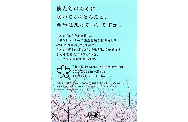 「『桜を見上げよう。』Sakura Project」のチラシ