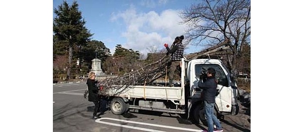 福島県からも桜を集めた