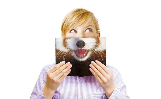レッサーパンダ(使用イメージ)