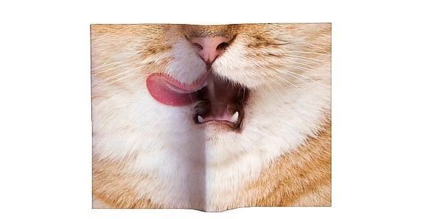 ネコ