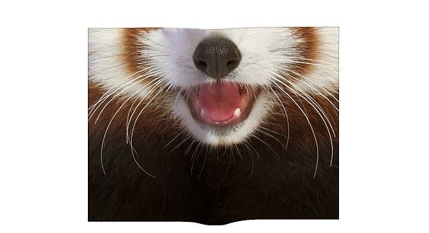 レッサーパンダ