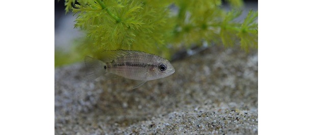 グリーンテラーの稚魚