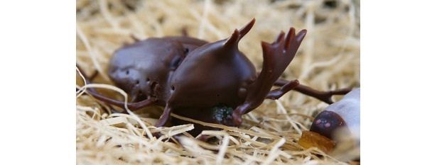 甲虫の“黒光り”を見事に表現｢かぶと虫の成虫チョコレート｣