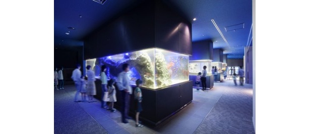 あらゆる角度からサンゴ礁が鑑賞できる「光と水のはぐくみ サンゴ礁」