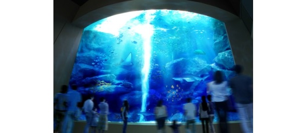 大型水槽「いのちのゆりかご・水の恵み 東京大水槽」