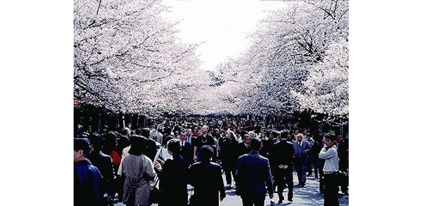 3位の上野恩賜公園は約1000本の桜が一斉に咲き誇り、夜桜も楽しめる