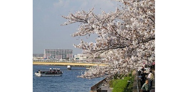 4位の墨田区立隅田公園は完成したばかりの東京スカイツリーと桜のコラボレーションが見どころ