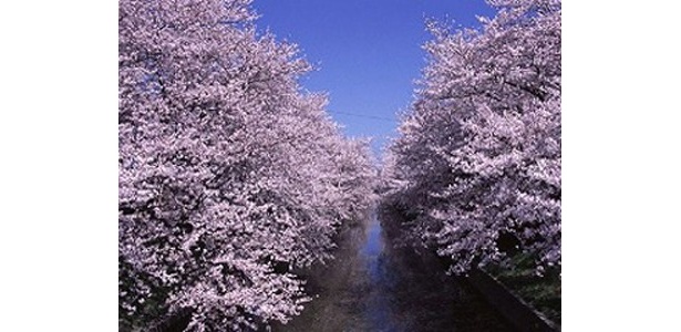 5位の五条川はソメイヨシノ、枝垂れ桜、ヤエザクラなど約1400本もの桜が咲き誇る