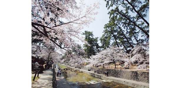 7位の夙川公園はソメイヨシノを中心に約1660本の桜が一斉に開花