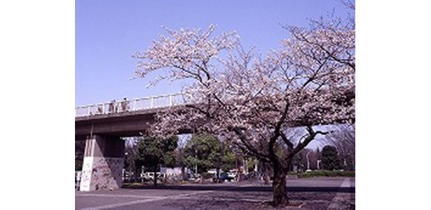 8位の代々木公園は超高層ビル群をはじめ都心の風景を背景に桜の花が楽しめる
