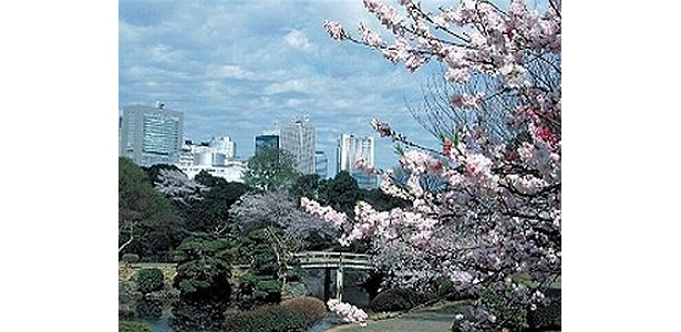 景気回復の兆し!? お花見の宴会費用が増加