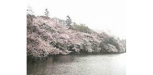 【写真】井の頭恩賜公園も人気スポット。 井の頭池の周囲には約250本(園全体で約500本)の桜が咲く