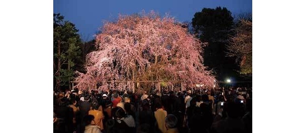 【写真】国の特別名勝でもある六義園の夜桜は幻想的だ