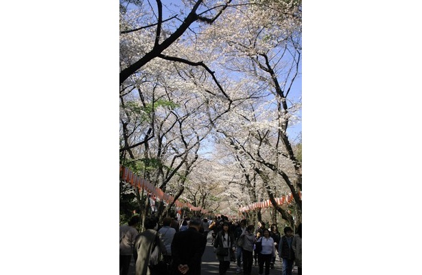 上野恩賜公園はアクセスも良いことから来園者もかなり多い