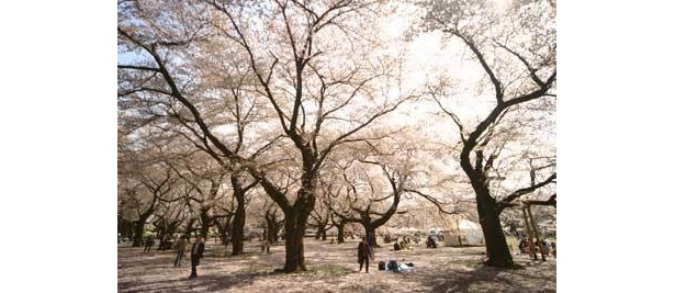 小金井公園は都内でも有数の桜の名所だ