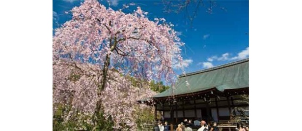 京都の天龍寺。多宝殿を取り囲むように咲く満開の桜は圧巻！
