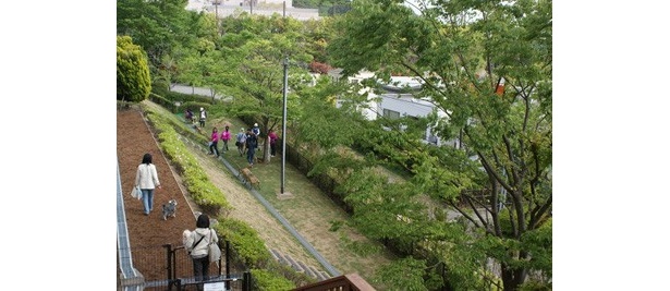 緑豊かな広々ドッグラン「ワンコパーク」