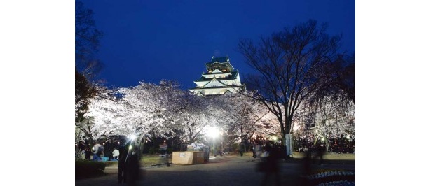 【4/10(火)20：00～USTREAM配信！】サクラが今満開！　大阪の桜名所から夜桜を「関西ウォーカーTV」で生中継